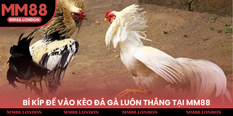 Bí kíp để vào kèo đá gà luôn thắng tại MM 88