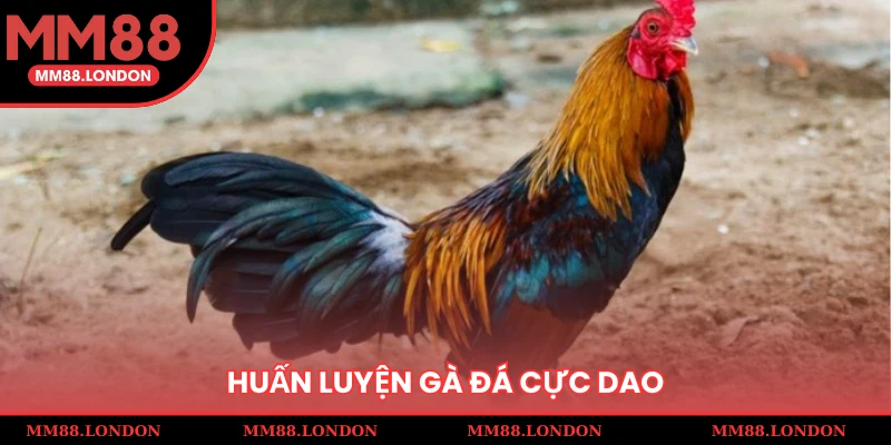 Huấn luyện gà đá cựa dao