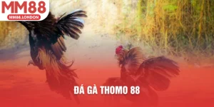 đá gà thomo 88