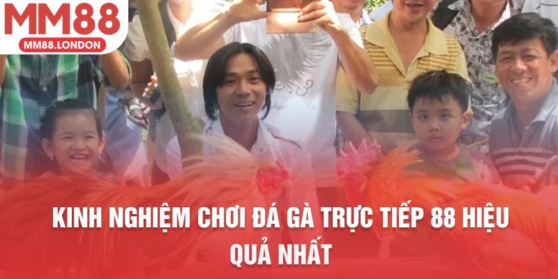 Kinh nghiệm chơi đá gà trực tiếp 88 hiệu quả nhất